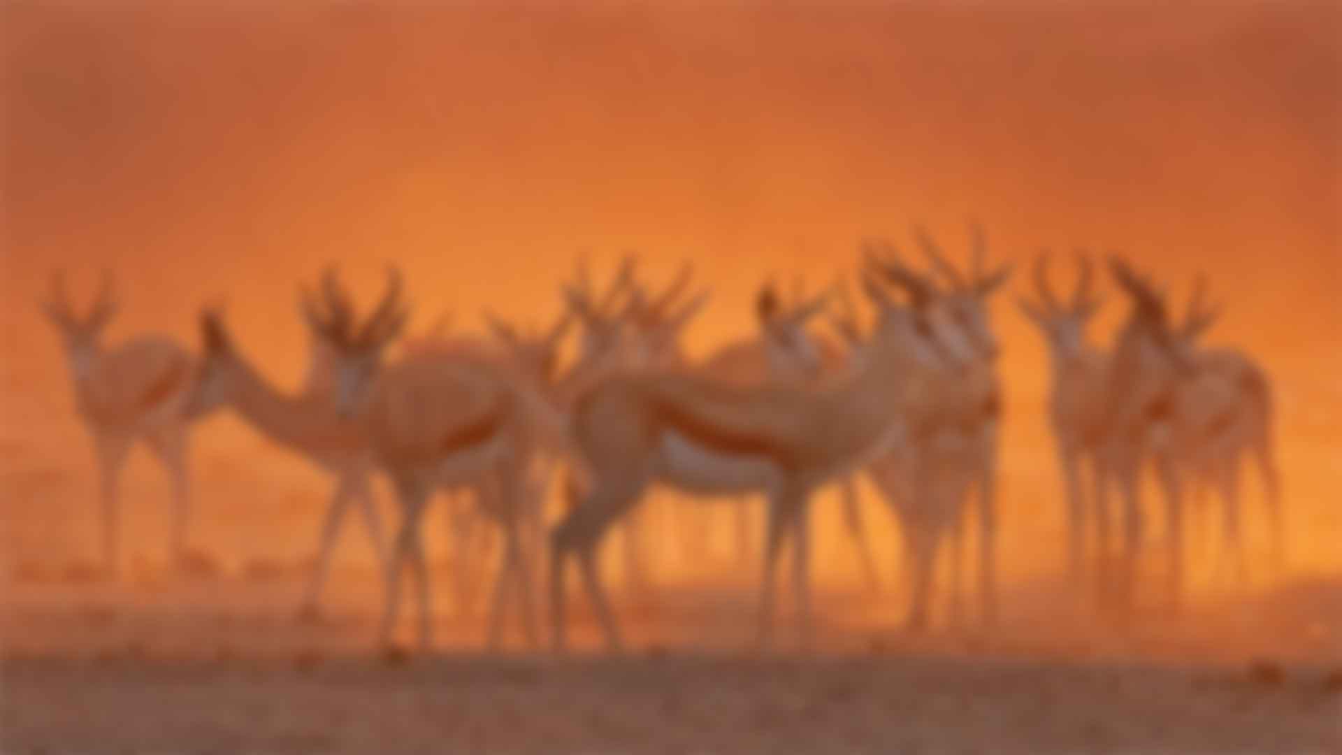 ӵʽ