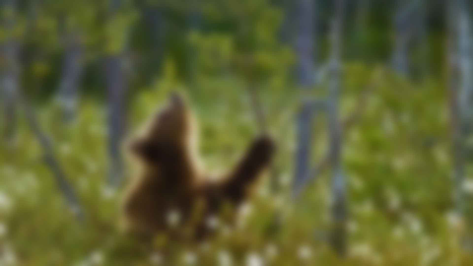 ӵʽ